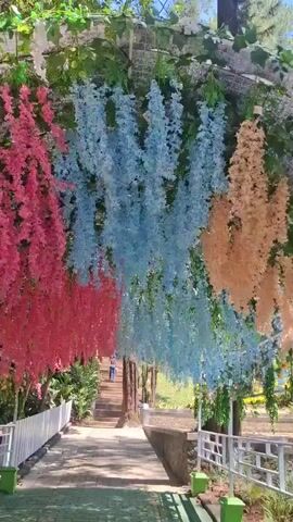 This video shows an outdoor pathway adorned with colorful artificial flowers. The pathway is paved with interlocking blocks and bordered by white fencing. The artificial flowers, in shades of pink, blue, and peach, hang from above, creating a vibrant canopy. A person is visible walking up the pathway in the distance. The scene appears to be a park or garden, with trees and greenery surrounding the pathway. The lighting suggests it is daytime.