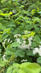 Rain-soaked flowering bush observed in Vyborg, Russia