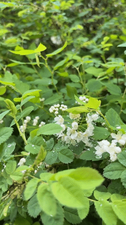 Rain-soaked flowering bush observed in Vyborg, Russia