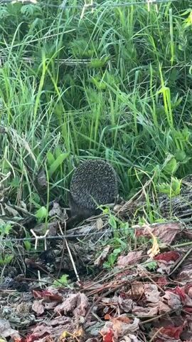 A hedgehog is foraging in the grass. It is partially hidden by tall green blades of grass. There are also some dried leaves and twigs on the ground around it. The hedgehog is facing away from the camera, and its spines are visible. The video is filmed in natural daylight.