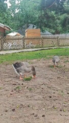 The video shows a group of domestic geese foraging on a patch of dry, sandy ground with scattered green vegetation. The geese are mostly gray with some white markings, and their beaks are orange. The ground is littered with small brown objects, possibly pinecones or nuts, and green, berry-like objects. In the background, there is a wooden fence with a diamond pattern, and beyond that, trees and some buildings, including a small wooden structure with a thatched roof and a larger, wooden log structure. The sky is overcast. The geese are actively pecking at the ground, appearing to be eating. One goose in the foreground is a darker gray and white, with its head down as it eats. Another goose is further back, also foraging. Several other geese, mostly lighter gray and white, are visible near the fence in the background, some pecking at the grass.