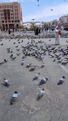The video shows a large public square filled with hundreds of pigeons. The ground is paved in concrete. In the background, there are buildings, some of which appear to be hotels or apartment buildings. Several people are walking around the square. One woman, wearing a white robe and red sash, stands near the edge of the flock. The pigeons are mainly gray and white and are either walking around or flying up briefly. There appears to be some scattered food on the ground. The weather is sunny.