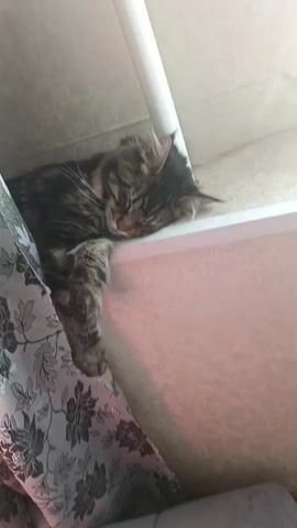 A tabby cat is sleeping on a ledge. The cat is partially covered by a patterned curtain. The ledge appears to be part of a window or a shelf. The background is a wall with a textured pattern, and a white pipe is visible overhead. The scene is lit by natural light, suggesting it might be daytime. The cat appears peaceful and relaxed. There is no visible text in the media. The location context is Gornyak, Russia.