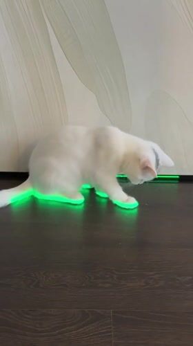 White cat glowing green in a dim Saint Petersburg room