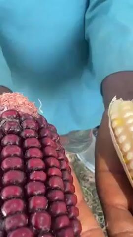 The video shows a young boy holding two ears of corn in his hands. One ear of corn is deep red and the other is yellow. The boy is wearing a blue shirt and patterned shorts. Behind the boy are several other people sitting on or near large metal bowls. The background shows a grassy field with trees in the distance.