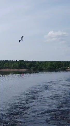 The video shows a body of water, likely a river or a lake, with a forested shoreline in the background. The sky is overcast, and a single seagull is flying in the air above the water.  A red buoy is visible in the water close to the shoreline. The water surface is rippled, indicating some movement or wind.