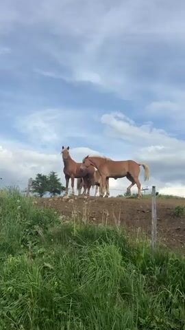 The video shows a herd of four horses on a grassy hill under a partly cloudy sky. The horses are light brown in color, with lighter manes and tails. They are gathered together on a dirt path at the top of the hill, with a fence line visible behind them. In the background, there are trees and what appear to be ski lifts, suggesting a mountainous or hilly region. The foreground is filled with tall green grass and some scattered white flowers, possibly dandelions. The overall impression is a peaceful rural scene, likely during the daytime given the bright sky.
