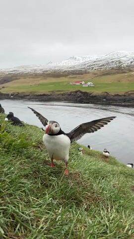 A close-up vertical video captures an Atlantic Puffin on a grassy slope, with its wings initially spread before it settles down. The puffin, prominently in the foreground, faces the camera, showcasing its distinctive colorful beak (red, yellow, and blue-gray), black and white plumage, and orange legs and feet. Several other puffins are visible further down the slope and near the water's edge.

The setting is a rugged, green landscape with a calm body of water, possibly an inlet or river, to the right and in the background. Across the water, grassy hills lead up to snow-capped mountains under an overcast sky. A few small buildings with red roofs are discernible on the distant bank, adding a human element to the remote scene. The overall atmosphere is cool and tranquil, typical of northern coastal regions. No text is visible in the video.