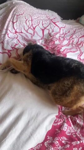 The video opens with a medium-sized dog, possibly a terrier mix, with tan, black, and brown fur, lying on its back on a bed. The bed has white sheets with a distinctive red tree-like or coral-like pattern. The dog stretches its legs out, seemingly rolling over. At the 0:01 mark, it quickly rights itself into a seated position and immediately begins to groom itself. It focuses on its hindquarters or belly area, using its mouth to lick and a paw to scratch, indicating an itch or desire to clean. A blue and yellow dog toy is visible on the bed in the bottom left corner of the frame. The dog continues to groom itself throughout the short clip, with sounds of panting or snorting audible.
