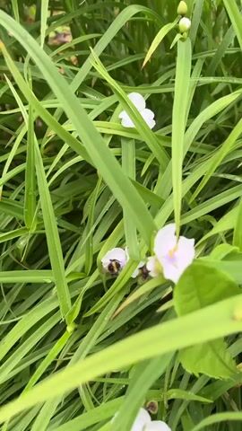 A bumblebee is actively collecting pollen from a small white flower with purple accents. The flower is surrounded by lush green grass and other small white flowers in the background. The video is shot from a close-up perspective, focusing on the bee and the flower.