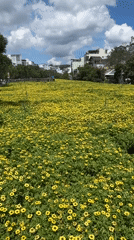 Yellow flower fields bloom across Da Lat, Vietnam
