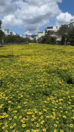 Yellow flower fields bloom across Da Lat, Vietnam