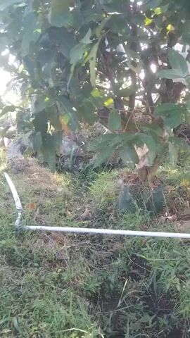 The video shows a close-up view of a tree with some of its fruit covered in plastic bags. The tree is in an outdoor setting, with grass and fallen leaves on the ground. The sun is shining brightly, creating a lens flare effect in the video. There is a white pipe running horizontally across the lower portion of the frame. The tree has green leaves and some branches are visible. The fruit inside the bags appears to be small and round. The overall impression is of a fruit tree being cultivated, possibly for protection or to improve fruit quality. The focus is on the tree and its fruit, with the background blurred.