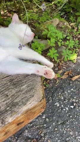 A white cat with brown markings lies on its back on a wooden surface. Its eyes are closed and it appears to be sleeping. A sprig of lavender rests on its face, just above its nose. The background is out of focus but appears to be an outdoor setting with green foliage and rocks. The cat's front paws are visible, with pink paw pads showing some darker markings. The cat's body is relaxed.
