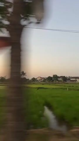 The video shows a blurry, fast-moving shot of a rural landscape at sunset. The sky transitions from a pale blue at the top to a soft orange and yellow near the horizon. Below the sky, there are thin, dark power lines stretched horizontally across the frame. The middle ground features a vibrant green field, likely rice paddies, with a few scattered palm trees and some distant houses. In the foreground, there are out-of-focus plants and foliage, and on the right side of the screen, a blurry sign is partially visible. The overall impression is of a passing view from a vehicle.