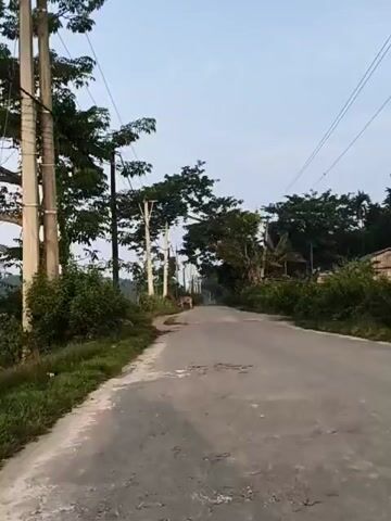 The video shows a rural road with trees lining both sides. A cow is standing on the side of the road, grazing. There are utility poles with wires running along the road. The sky is clear and the lighting suggests it is early morning or late afternoon. The road surface appears to be asphalt and has some potholes.