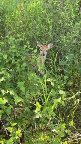 A fawn is visible in a clearing surrounded by green foliage and tall grasses. The fawn is facing forward, looking directly at the camera. Its coat is brown with white spots. The fawn's ears are pointed upwards. The surrounding vegetation is lush and green, with a variety of leaf shapes and sizes. The lighting suggests it is daytime, likely outdoors in a natural setting. The video appears to be a close-up shot of the fawn.