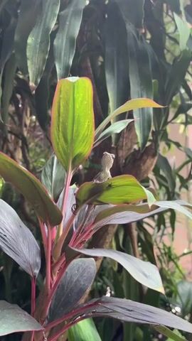 A close-up shot focuses on a small, light brown lizard perched on the vibrant green leaves of a plant with reddish stems. The lizard is positioned upright, facing forward, with its body slightly angled. The background is a blur of lush green foliage, suggesting an outdoor or garden setting. The lighting is soft, and the scene appears to be captured during the daytime.