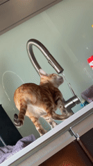 Orange kitten drinks from kitchen faucet in Russian home