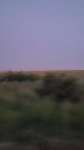 The video shows a landscape with a field and a purple sky. The camera is moving. There are some trees or bushes scattered throughout the field. The horizon is visible, separating the field from the sky.