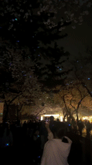 Nighttime Cherry Blossom Festival Draws Crowds in Gyeongju