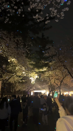 Nighttime Cherry Blossom Festival Draws Crowds in Gyeongju