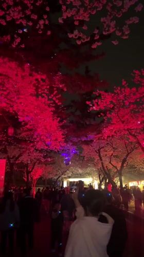Nighttime Cherry Blossom Festival Draws Crowds in Gyeongju