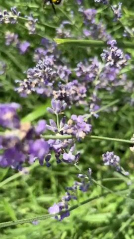 A bumblebee with black and yellow stripes is collecting nectar from a purple lavender flower. The camera is focused on the bumblebee and the lavender bush, with the background blurred. The lighting suggests a sunny day.