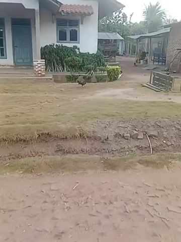 The video captures a rural outdoor scene. In the foreground, a dirt path is visible, with overgrown grass and a shallow ditch to the left. A weathered white house with a blue door and gray-paned windows stands in the background, with a small brick pillar to the left of the entrance. Several small, green bushes are planted in a raised planter in front of the house. Beyond the house, several other structures are visible, including a brick building and sheds with corrugated metal roofs. Chickens are seen roaming freely in the yard. The overall environment appears to be a somewhat unkempt rural residential area.