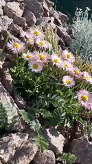 Urban life glimpses: flowers, pedestrians, animals captured in 26 minutes