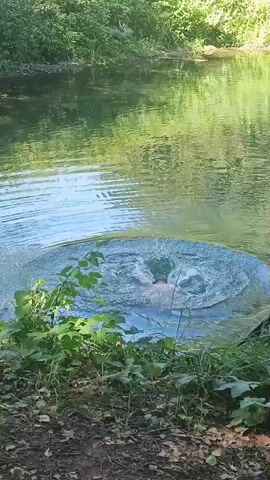The video shows a person swimming in a body of water. The person is in the center of the frame, and the water is disturbed by their movements. There is vegetation on the banks of the water body. The lighting suggests it is daytime.