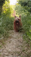 Woman walks with Yorkshire terrier on rural path in Russia