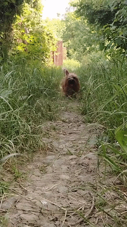 Woman walks with Yorkshire terrier on rural path in Russia