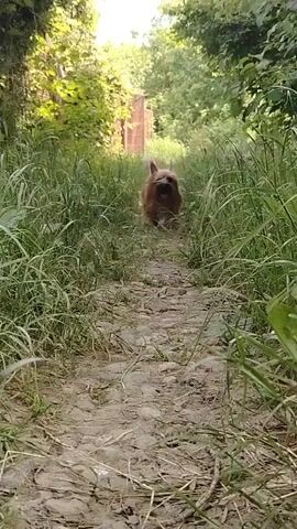 A small, reddish-brown dog with upright ears and a panting expression runs directly towards the camera on a narrow dirt path. The path is bordered by tall green grass. As the dog approaches, it fills the frame, and the camera briefly focuses on its head before tilting slightly down as the dog passes, showing its fur and the surrounding grass.