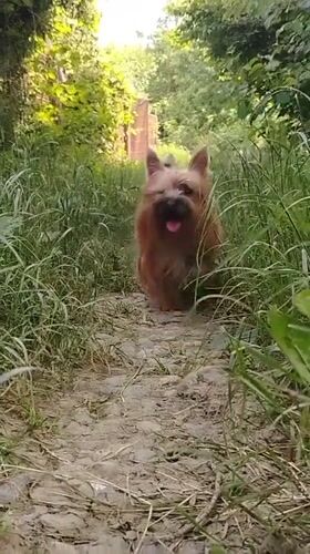 Woman walks with Yorkshire terrier on rural path in Russia