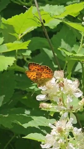 A butterfly with orange and black patterned wings rests on white flowers. The butterfly is positioned to the left of the flowers, with its wings slightly spread. The flowers are clustered together, and some are in focus while others are slightly blurred. In the background, there are out-of-focus green leaves. The lighting suggests it is daytime, with bright sunlight casting shadows. The video is short, showing only the butterfly on the flowers.