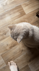 Morning routine: cat feeding, grooming, human breakfast preparation