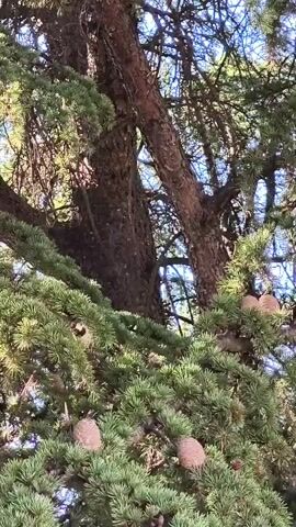 The video shows a close-up view of pine cones and evergreen branches of a tree, with a large tree trunk in the background. The lighting suggests it is daytime, with sunlight filtering through the leaves. The camera is stationary.
