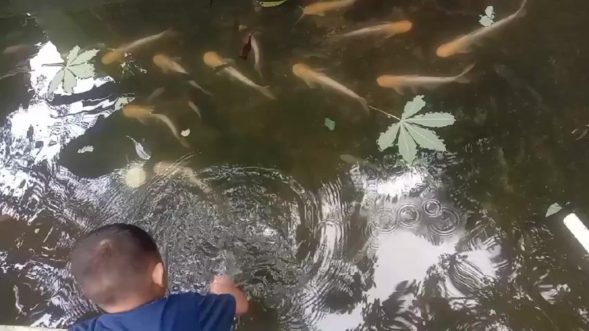 A young child in a blue shirt kneels by the edge of a murky pond or tank, reaching into the water. Several pale orange fish swim in the water, along with a few large, green leaves. The child is making the water ripple with their hand.