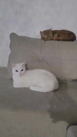A light-gray sofa in a room with white textured walls is shown. On the sofa, a white cat with pale-green eyes lies calmly. Above it, on a large, square pillow also in light gray, lies an orange cat, apparently asleep. The white cat looks directly towards the camera.