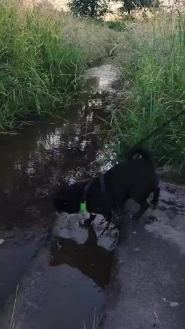 A black dog with a green collar and harness is standing in a shallow, dark-colored stream. The dog is facing away from the camera and appears to be drinking from the water. A black leash is attached to the dog's harness and extends out of the frame. The stream is surrounded by tall, green grass and reeds. The water is rippling slightly, and there are some small splashes visible. The overall lighting suggests it is daytime.