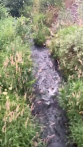 A narrow, dark stream flows through overgrown green grass and reeds. The stream bed is composed of dark sediment. The water is murky and appears to have some debris floating on the surface. The surrounding vegetation is dense and untamed. In the background, the tops of buildings and a road can be seen, suggesting an urban or suburban environment. The footage is shaky, indicating it was likely recorded by someone walking or moving while filming.