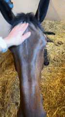 Morning horse care and lawn maintenance in Austrian town