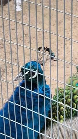 The video shows a peacock inside a cage. The peacock has bright blue neck feathers and iridescent green and blue tail feathers with eye-like patterns. The cage is made of a grid of gray metal bars. The ground inside the cage is sandy.
