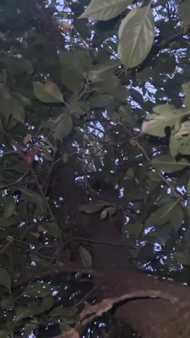 The video shows a close-up view looking up through the branches of a tree. The leaves are dark green and appear lush. The trunk of the tree is visible in the center, and it has a rough, dark bark. The sky can be seen through the gaps in the leaves, and it appears to be a twilight sky, with a pale blue or gray hue. The lighting is dim, suggesting it is either early morning or late evening. There are no people or other animals visible in the video. The camera is angled upwards, giving a sense of looking up into the canopy of the tree. The leaves are the dominant element, creating a dense visual texture, with some leaves appearing slightly torn or damaged.