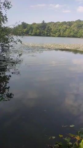 This is a vertical, handheld video of a lake on a sunny day. The lake is calm with a line of lily pads in the middle distance. A dense green forest lines the opposite shore. The sky is blue with a few scattered white clouds. The camera pans slightly to the right.