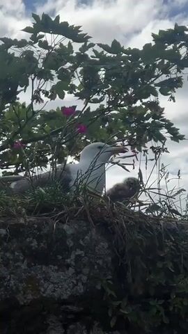 A seagull sits in a nest atop a stone wall. The nest is made of grass and twigs. There are three baby seagulls in the nest. The adult seagull is white with gray wings and a yellow beak. The baby seagulls are covered in downy feathers. The nest is surrounded by green leaves and pink flowers. The sky is blue with white clouds.