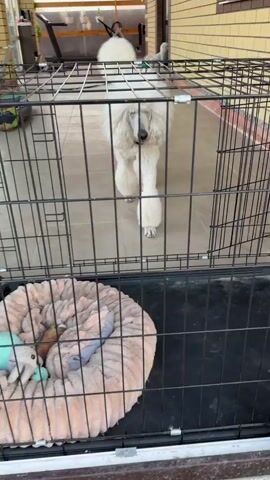 A short video shows a white poodle entering a dog crate containing a dog bed and toys. The poodle exits the frame, and a small white puppy stands on the bed in the crate and attempts to reach outside of the crate. A human hand reaches through the crate towards the puppy. The recording ends.