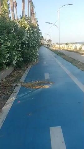 This video captures a scenic walk along a coastal promenade in Yenişehir, Turkey. The scene is set on a clear, bright day, likely in the morning or late afternoon given the soft, warm light. A paved walkway, colored a vibrant blue, stretches into the distance, marked with white lines, suggesting it's a dedicated path for cycling or jogging.

Flanking the walkway is a lush, well-maintained garden filled with blooming oleander bushes. The plants are abundant with white and pink flowers, creating a beautiful contrast against the deep green foliage and the blue path. Tall palm trees stand majestically behind the flower bushes, their fronds swaying gently, hinting at a pleasant, light breeze. In the background, a modern, multi-story building with a light-colored facade rises, its balconies adorned with railings.

The activity appears to be a leisurely stroll or a moment of appreciation for the natural beauty and urban landscaping of the promenade. There are no people visible in the frame, lending a sense of tranquility and solitude to the scene. The overall mood is peaceful and inviting, showcasing a well-kept public space designed for relaxation and recreation. The presence of palm trees and the clear blue sky strongly indicate a warm, Mediterranean climate. The setting feels like a resort or a popular public park in a coastal city.