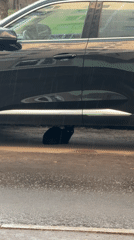 Cat Takes Shelter Under Car During Moscow Rain Shower